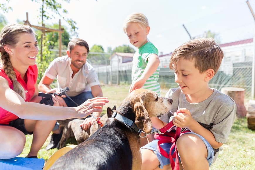 Foster – Resilient Dog Rescue
